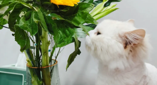 小猫为什么会喜欢去吃树叶,了解一下吧 小猫为什么会喜欢去吃树叶,了解一下吧