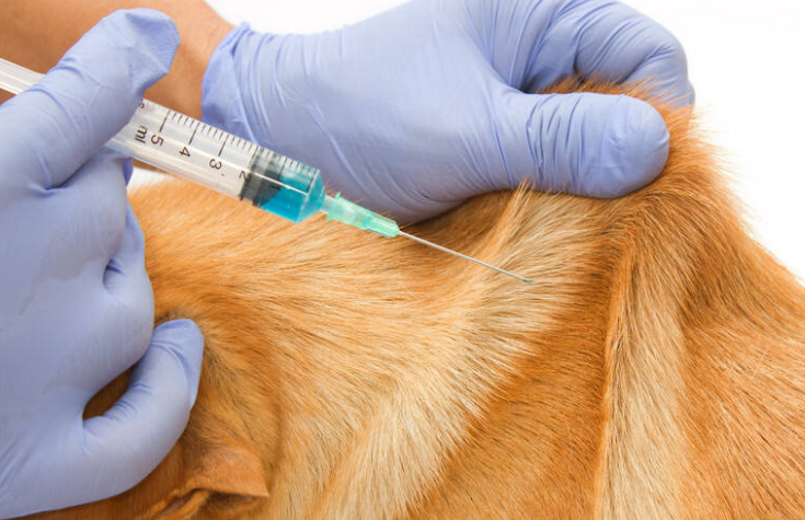 狗干扰素猫能用吗 狗干扰素猫能用吗