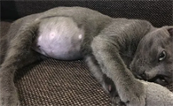 鉴别猫传腹