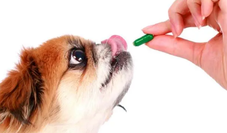 狗血糖高吃什么药