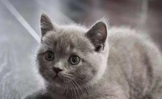 小猫知道自己是小猫吗