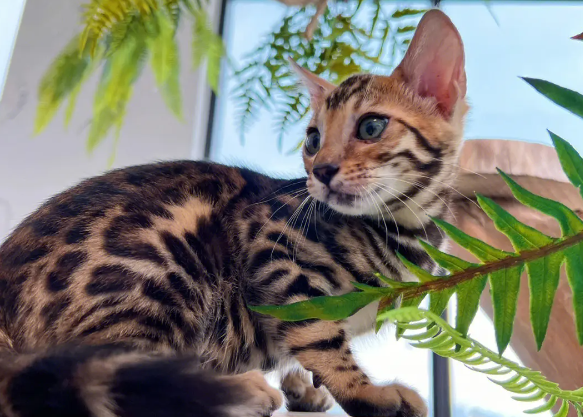 豹猫怎么养才听话?来看看吧! 豹猫怎么养才听话?来看看吧!