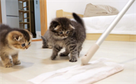 猫咪为什么喜欢舔拖把布呢