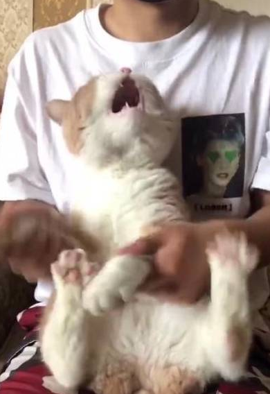 猫咪跳海草舞翻车！主人怒摔手机，笑翻~