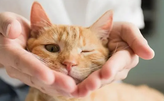 猫咪会缓解孤单嘛为什么呢