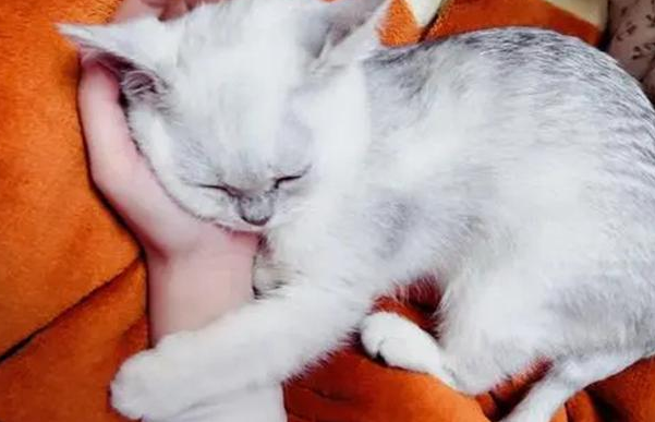 猫咪为什么总喜欢抱着主人呢