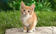 猫咪为什么抱主人睡觉