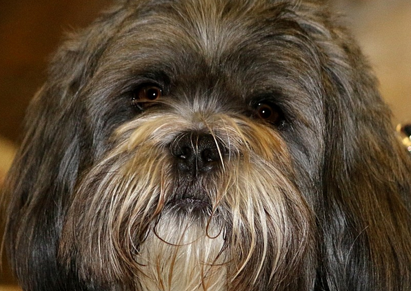 拉萨犬患皮肤病怎么治?主人要重视 拉萨犬患皮肤病怎么治?主人要重视