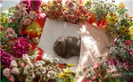 宠物狗死了怎么安葬
