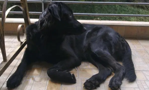 平毛寻回犬怎么洗澡？简单五步教会你