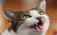 猫咪为什么没事老是叫个不停