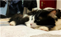猫咪为什么会用嘴角蹭我的脸