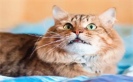 小猫为什么呜呜叫
