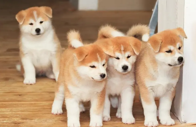 秋田犬口臭怎么办?怎么处理最好? 秋田犬口臭怎么办?怎么处理最好?