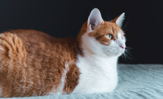 猫咪得炎症因为什么引起的 猫咪得炎症因为什么引起的