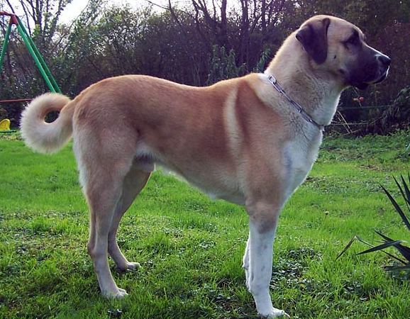 安纳托利亚牧羊犬怎么训练大小便?这样训练大有诀窍！