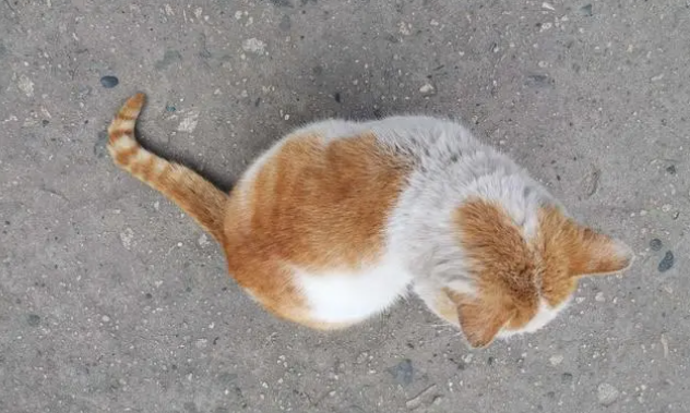 为什么狮子不喜欢猫咪呢