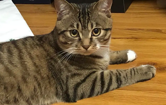 100元以内宠物猫 100元以内宠物猫