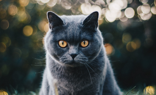 猫来孝多久应验,有没有破解方法?