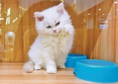 宠物店寄养好吗 宠物店寄养好吗