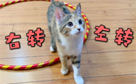 为什么猫咪转圈不会晕倒
