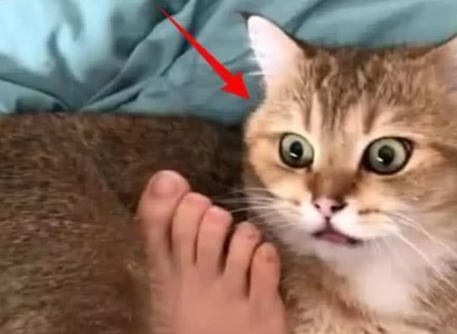 猫咪的脚为什么不怕人呢