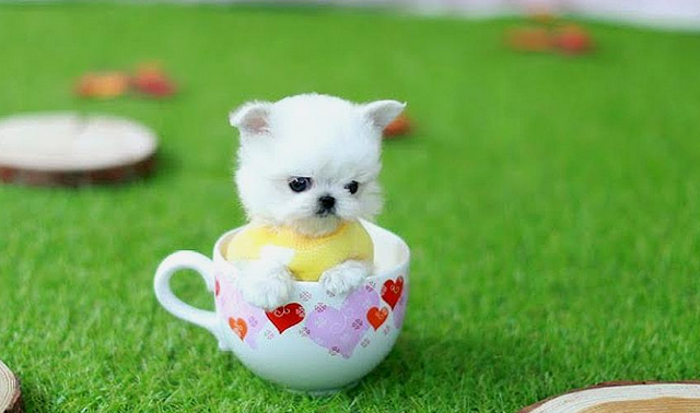 茶杯犬能吃什么水果？饲养须知~