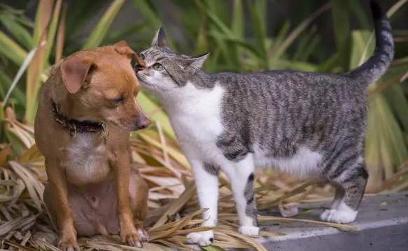 你喜欢猫还是狗表白反套路
