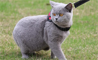 猫咪喝水为什么不出汗