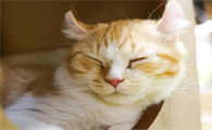 猫睡觉为什么会睁眼睛的原因