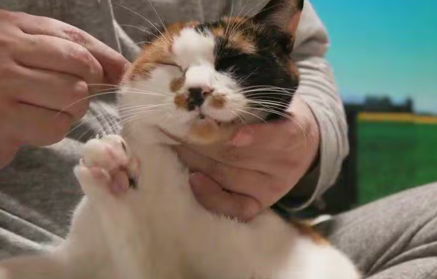 为什么会对猫过敏有什么症状