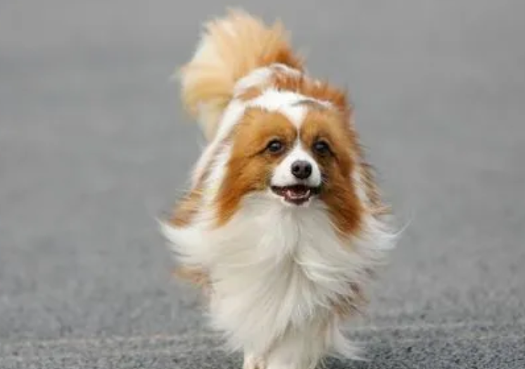 怎么鉴定蝴蝶犬?科普篇! 怎么鉴定蝴蝶犬?科普篇!