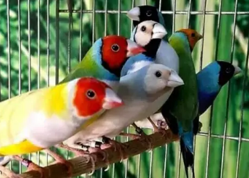 宠物鸟要洗澡吗