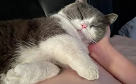 猫咪起床没心跳是为什么
