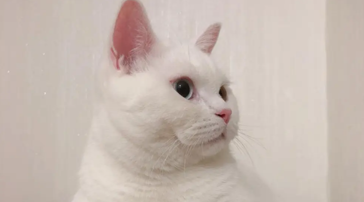 猫咪为什么要打架呢图片大全