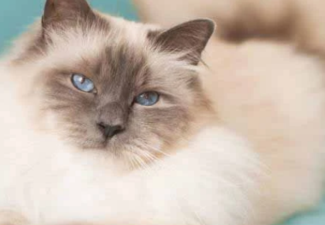 伯曼猫吃什么?什么东西适合它? 伯曼猫吃什么?什么东西适合它?