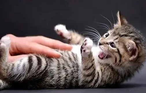 宠物猫咪为什么要绝育的原因 宠物猫咪为什么要绝育的原因