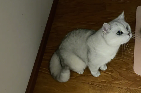 为什么有人厌恶猫咪呢