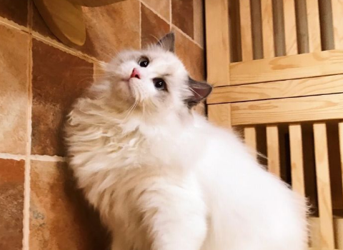 北京猫舍有哪些