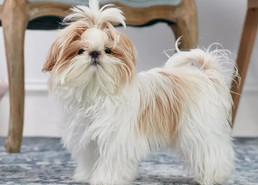 西施犬吃什么?竟然是这些 西施犬吃什么?竟然是这些