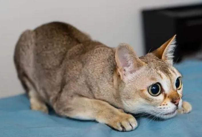 新加坡猫好养吗？铲屎官来看看吧