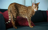 世界上十大最贵的猫