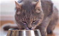 猫咪为什么不可以黄豆酱