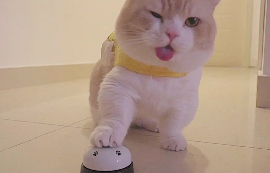 行为为什么产生猫咪按铃呢