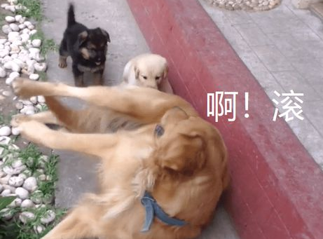 德牧跟金毛生了4只娃,主人看到奶狗长相笑了 德牧跟金毛生了4只娃,主人看到奶狗长相笑了
