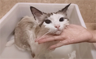 怎么帮猫咪洗澡