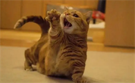 猫咪为什么是霸主