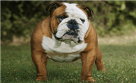 英国斗牛犬吃什么主食？这篇文章值得你花时间！