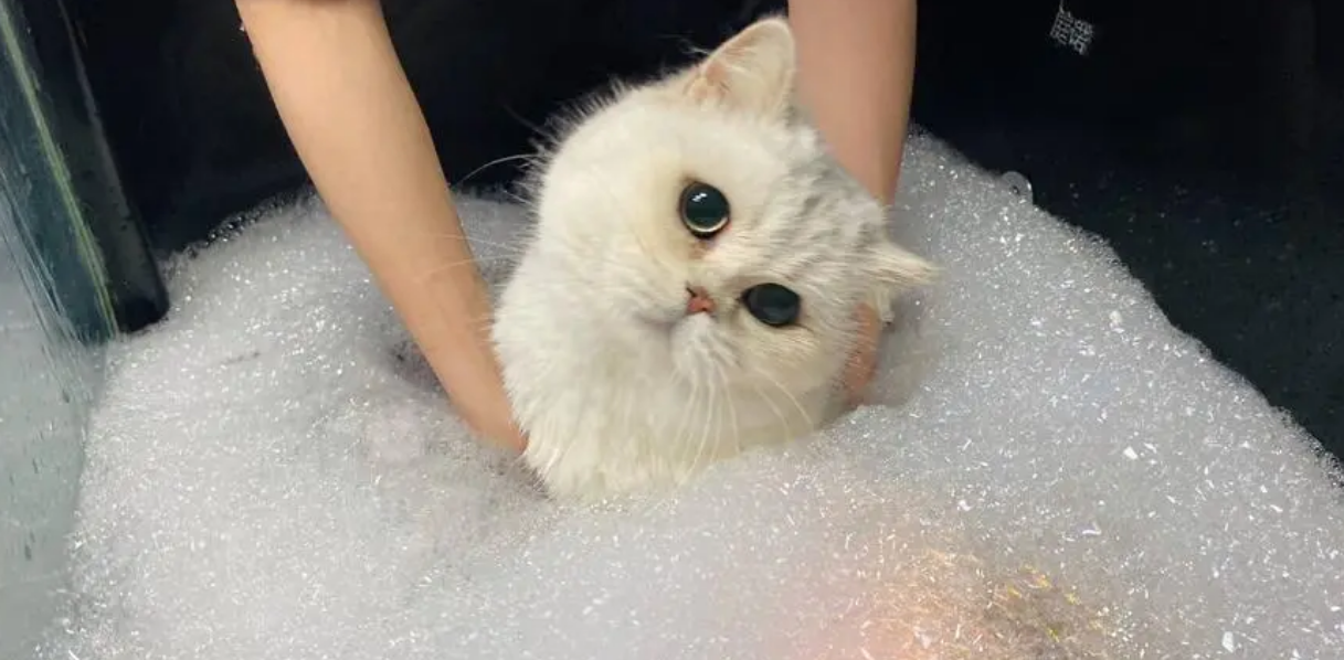 宠物猫能洗澡吗