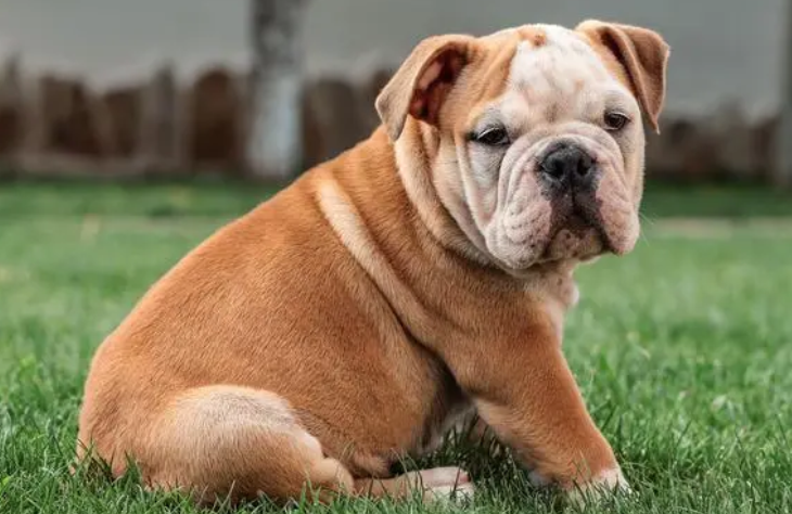 英国斗牛犬缺点是什么,想知道的来看看! 英国斗牛犬缺点是什么,想知道的来看看!